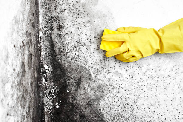 Best Same-Day Mold Removal  in Pennington Gap, VA