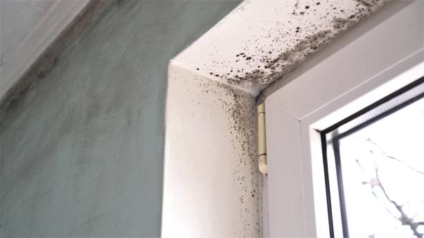 Certified Mold Removal in Pennington Gap, VA