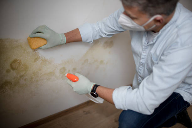 Mold Testing and Removal in Pennington Gap, VA