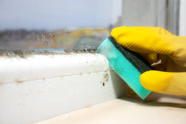 Best Mold Testing and Removal  in Pennington Gap, VA