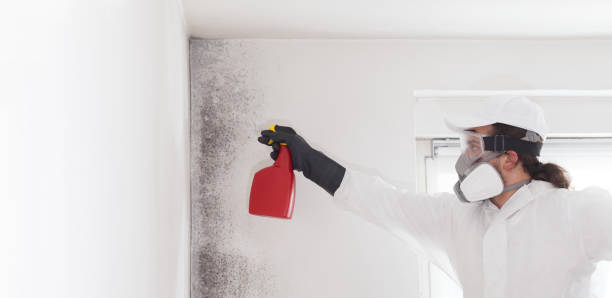 Best Commercial Mold Removal  in Pennington Gap, VA