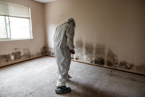 Best Mold Cleaning Services  in Pennington Gap, VA