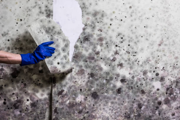 Best Affordable Mold Removal  in Pennington Gap, VA
